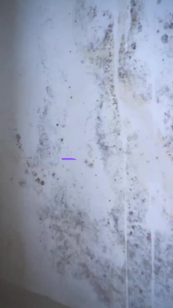 Limpa mofo bolor e fungos Etaniz 1LT